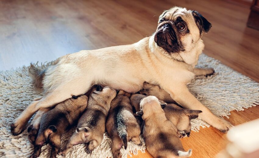 how to be a dog breeder