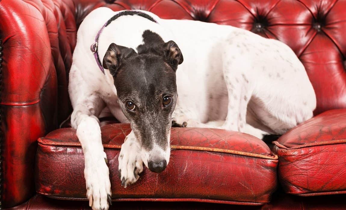 Beds for Greyhounds