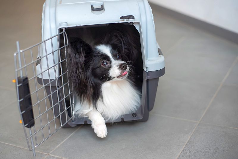 the benefits of using dog crates