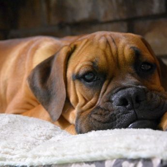 the best beds for boxers