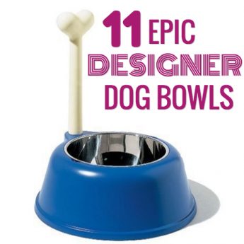 best designer dog bowls