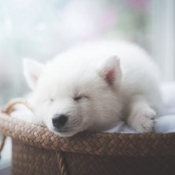 best dog beds for puppies