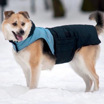 best-dog-coats-for-large-dogs