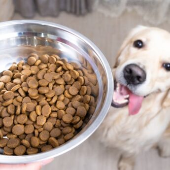 Best dog food for golden retrievers