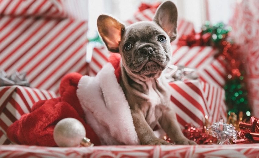 best-gifts-for-dogs