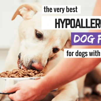 best hypoallergenic dog food