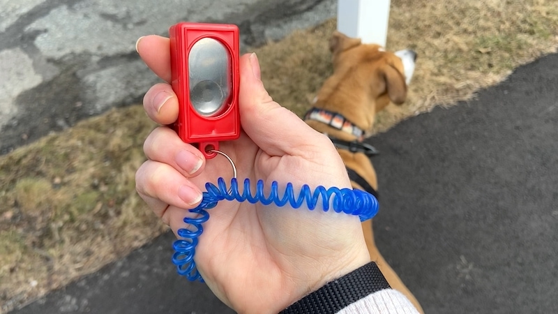 dog clicker training