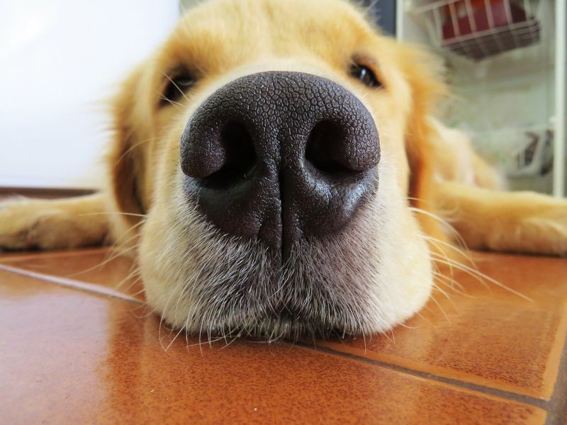 dog nose facts
