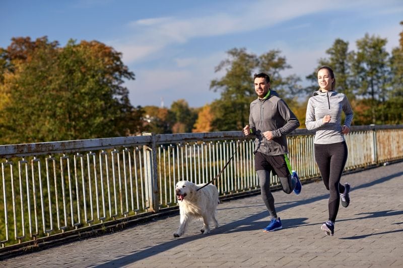 is your dog healthy enough to run