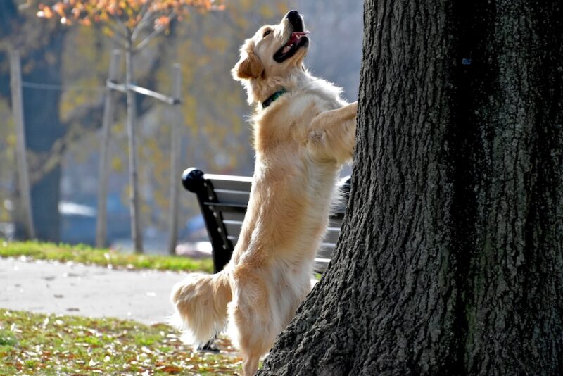 dog treeing a squirrel