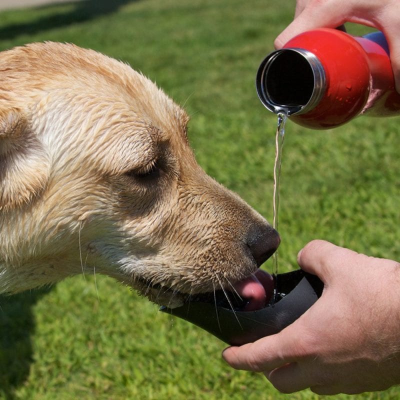 dog thirsty