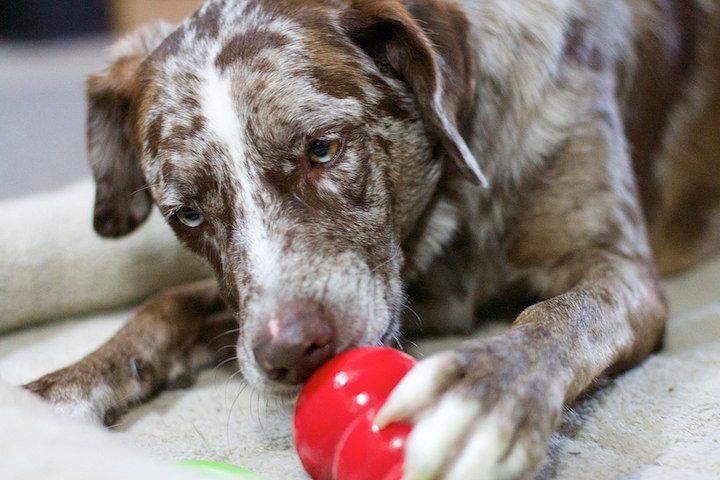 indestructible dog toys you can stuff