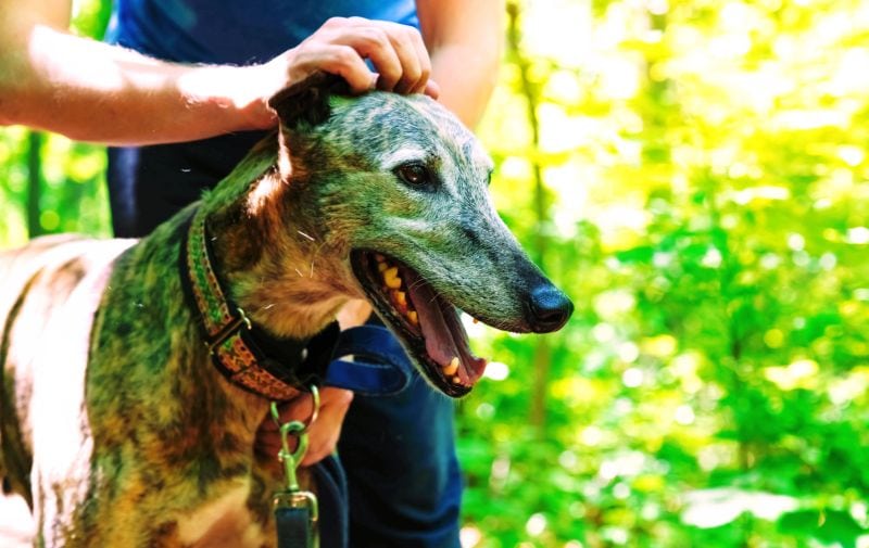 Martingale collars are great for greyhounds