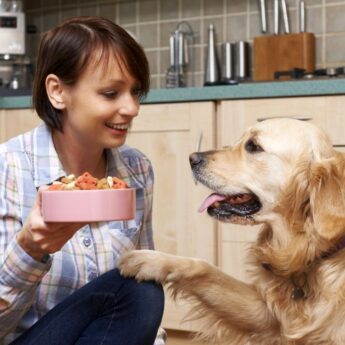 The best grain-free dog foods