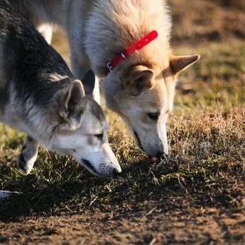 nosework games for dogs