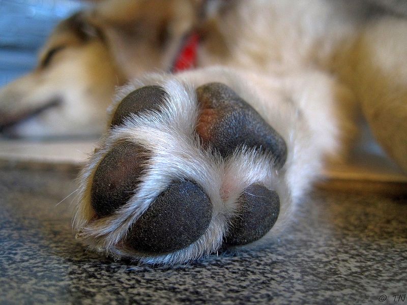 dog chewing paws