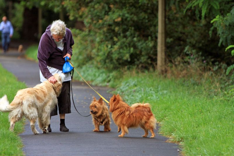 Special considerations for seniors walking dogs
