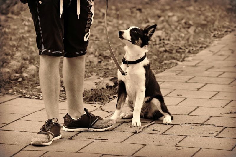 don't do these things when dog stops walking