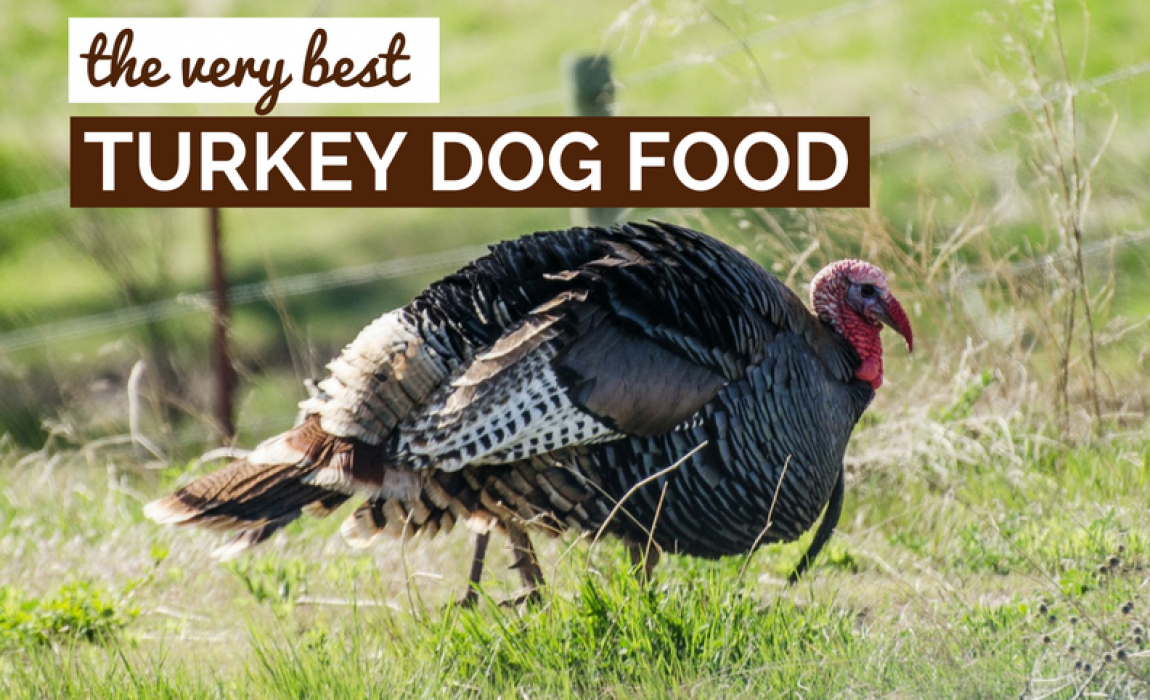 best turkey dog food
